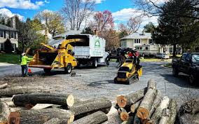 Best Stump Grinding and Removal  in Massanutten, VA