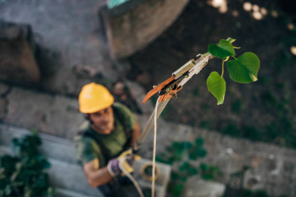 Best Leaf Removal  in Massanutten, VA