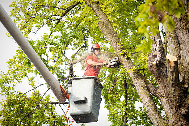 Massanutten, VA Tree Services Company